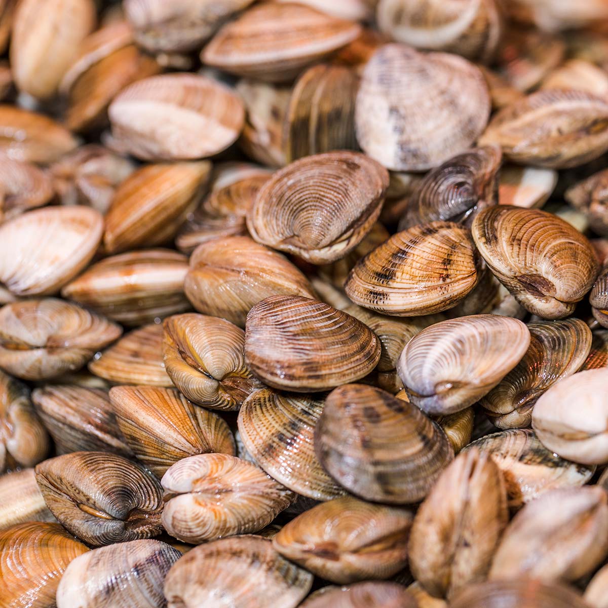 clams up close. 