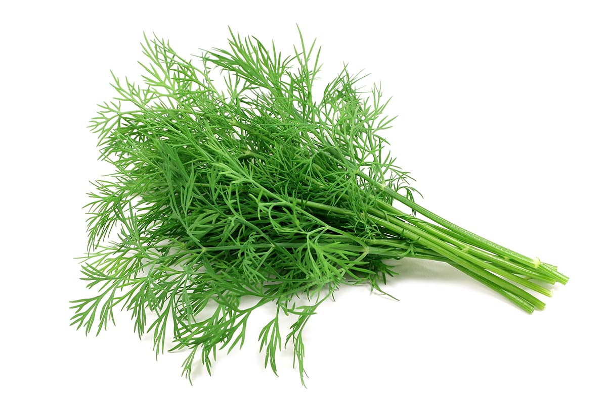 fresh dill.