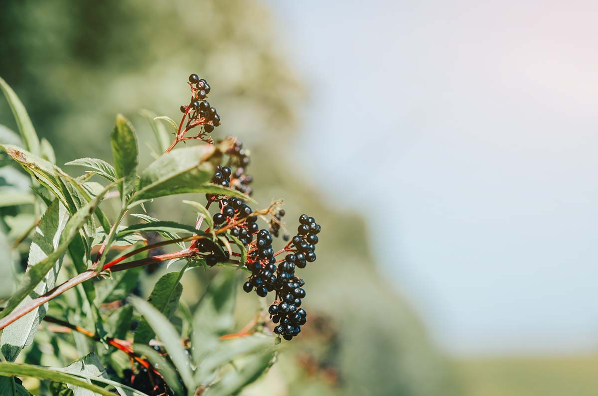 elderberries and leaves. 