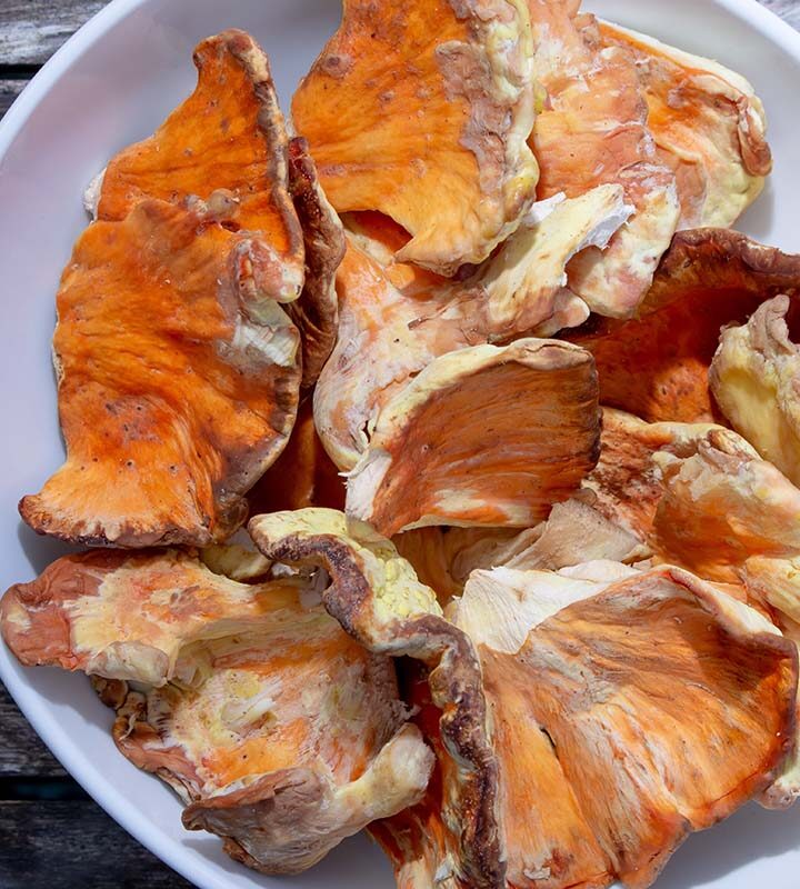 chicken of the woods mushrooms in a white bowl.