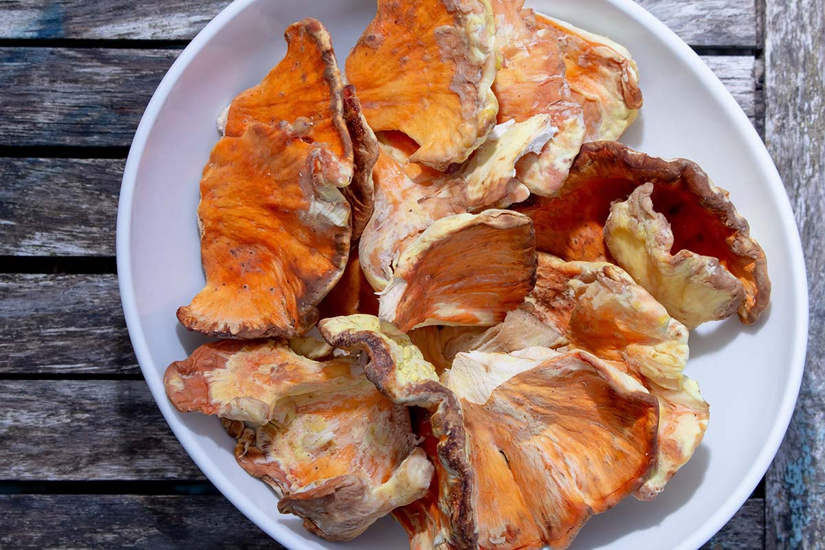 chicken of the woods mushrooms in a white bowl. 