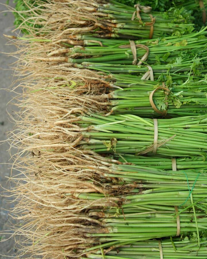 coriander root up close.