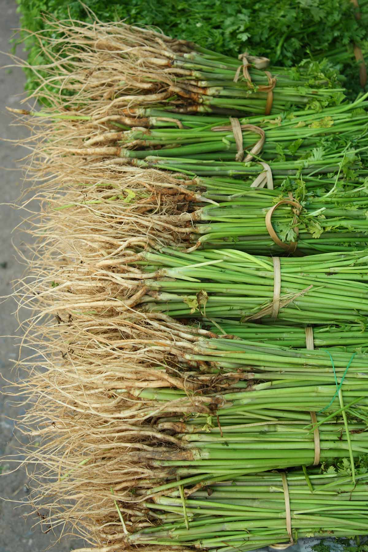 coriander root up close. 